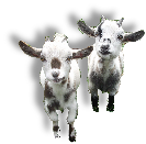 Baby Goat Kids at Hoar Park