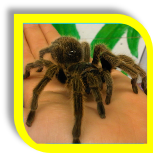 Rosie the Tarantula at Hoar Park