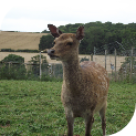 Pebbles Sika Deer at Hoar Park