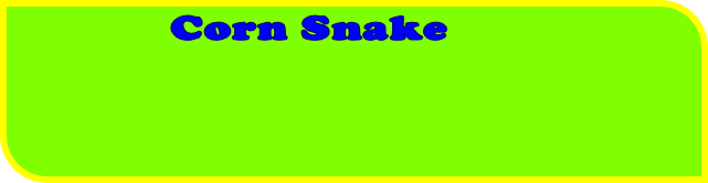 Corn Snake