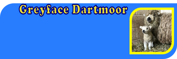 Greyface Dartmoor