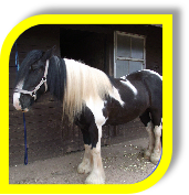 Herbie the Hoar Park Horse