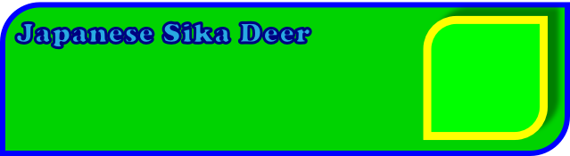 Japanese Sika Deer