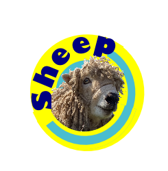 Sheep