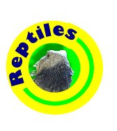 Reptiles