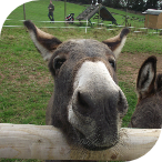 Nik Nik the Hoar Park Donkey